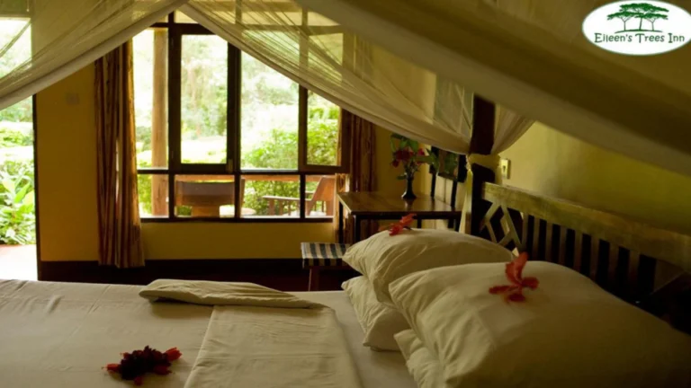 Eileen's Trees Inn -king-room