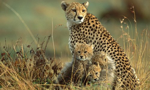 TZSAFARIS