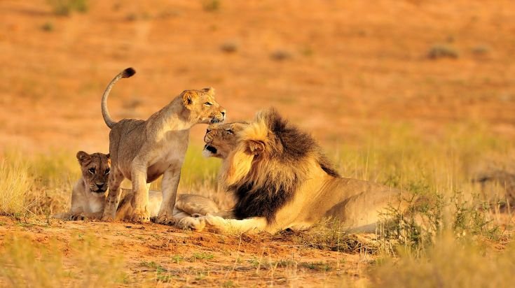 the-big-five-african-lions