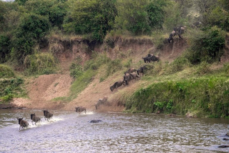 35. The migration (Wildebeests) (27) - Mara River, Serengeti