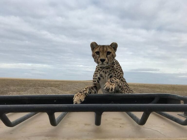 Best Tanzania Safari Tour – Northern Circuit Adventure1