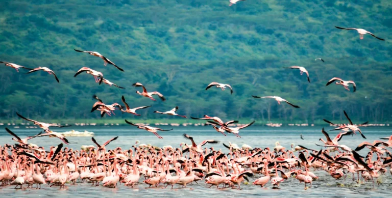 Lake-Manyara-national-park - Copy