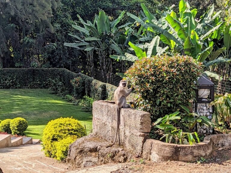 Mvuli Hotels9