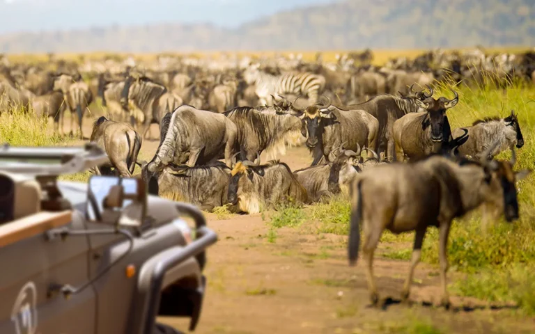 Safari-Game-Drive-Migration