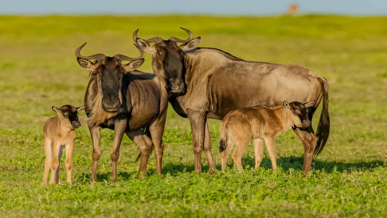 calving-migration-serengeti - Copy