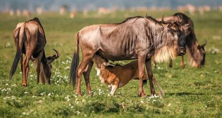 calving-season-in-ndutu--900x480