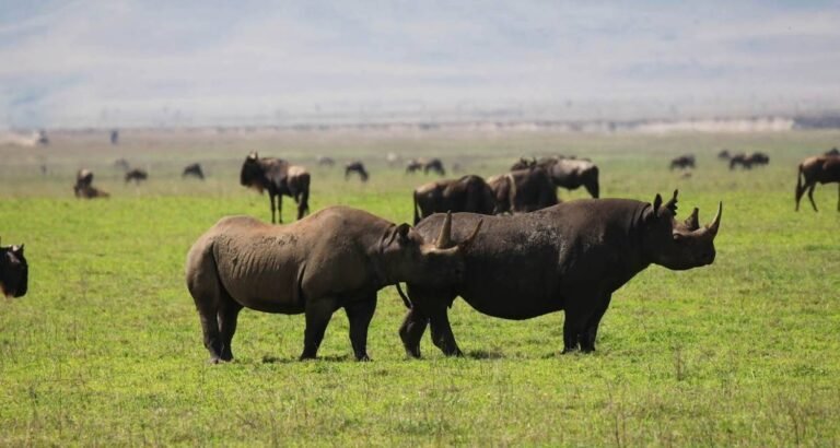 rhino-ngorongoro - Copy