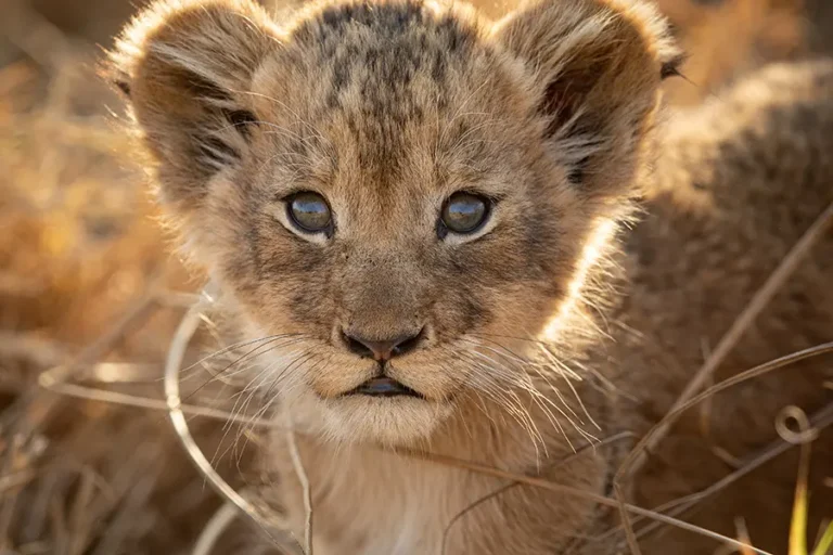 A Tanzania photographic safari