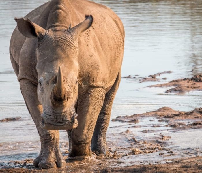 Big-5-Group-Joining-Safari