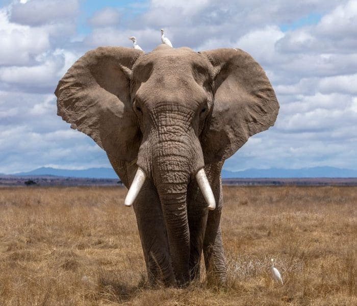 Big-5-Group-Joining-Safari1