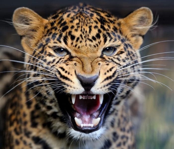 Big-5-Group-Joining-Safari5